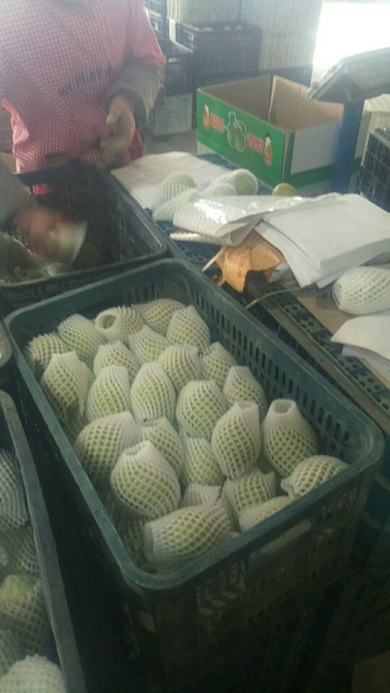 库尔勒香梨母100~150g55mm以上
