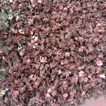 芍药苗10cm以下
