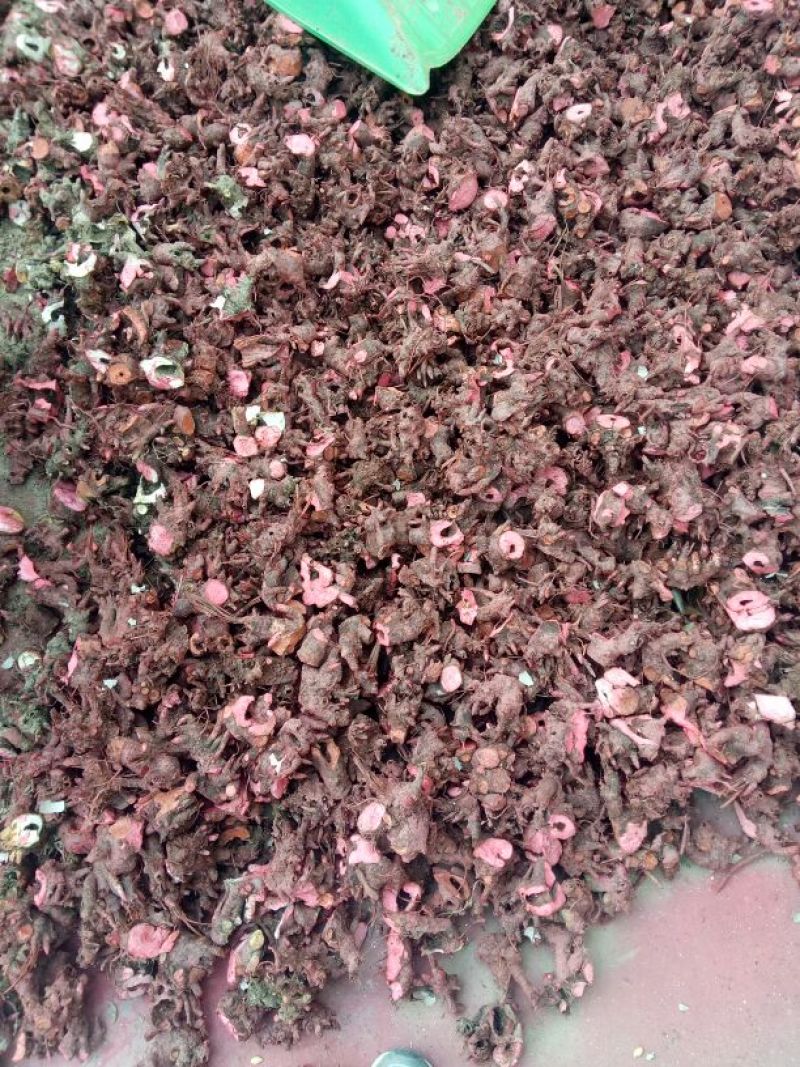 芍药苗10cm以下