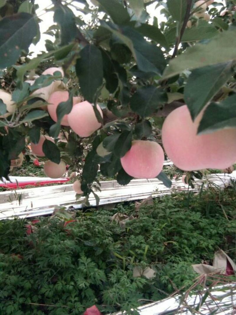 红富士苹果75mm以上纸+膜袋