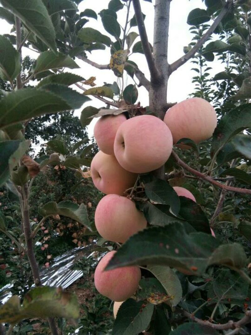 红富士苹果75mm以上纸+膜袋