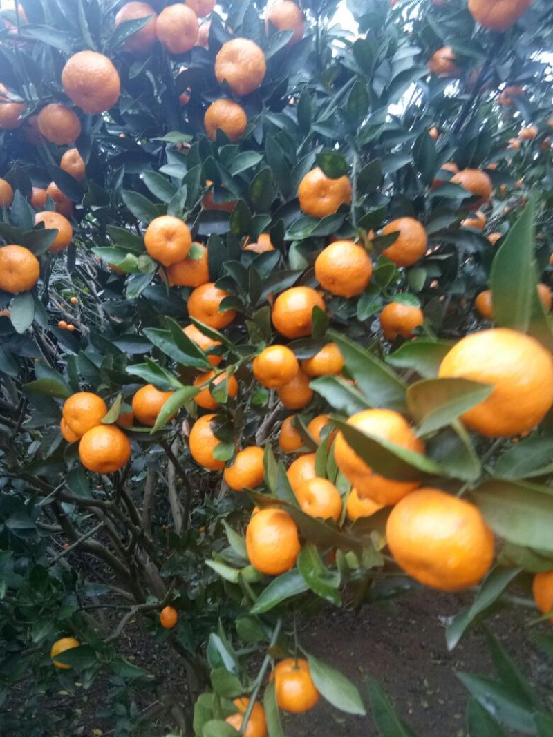 南丰蜜橘3.5~4cm
