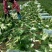 矮颗黄芯大白菜2-5斤净菜