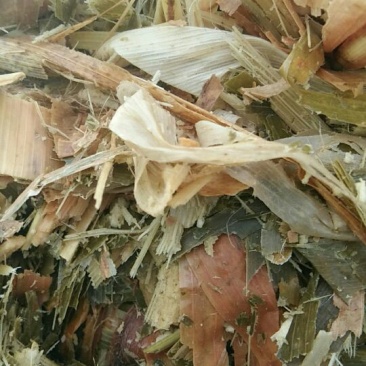 青贮草48个月
