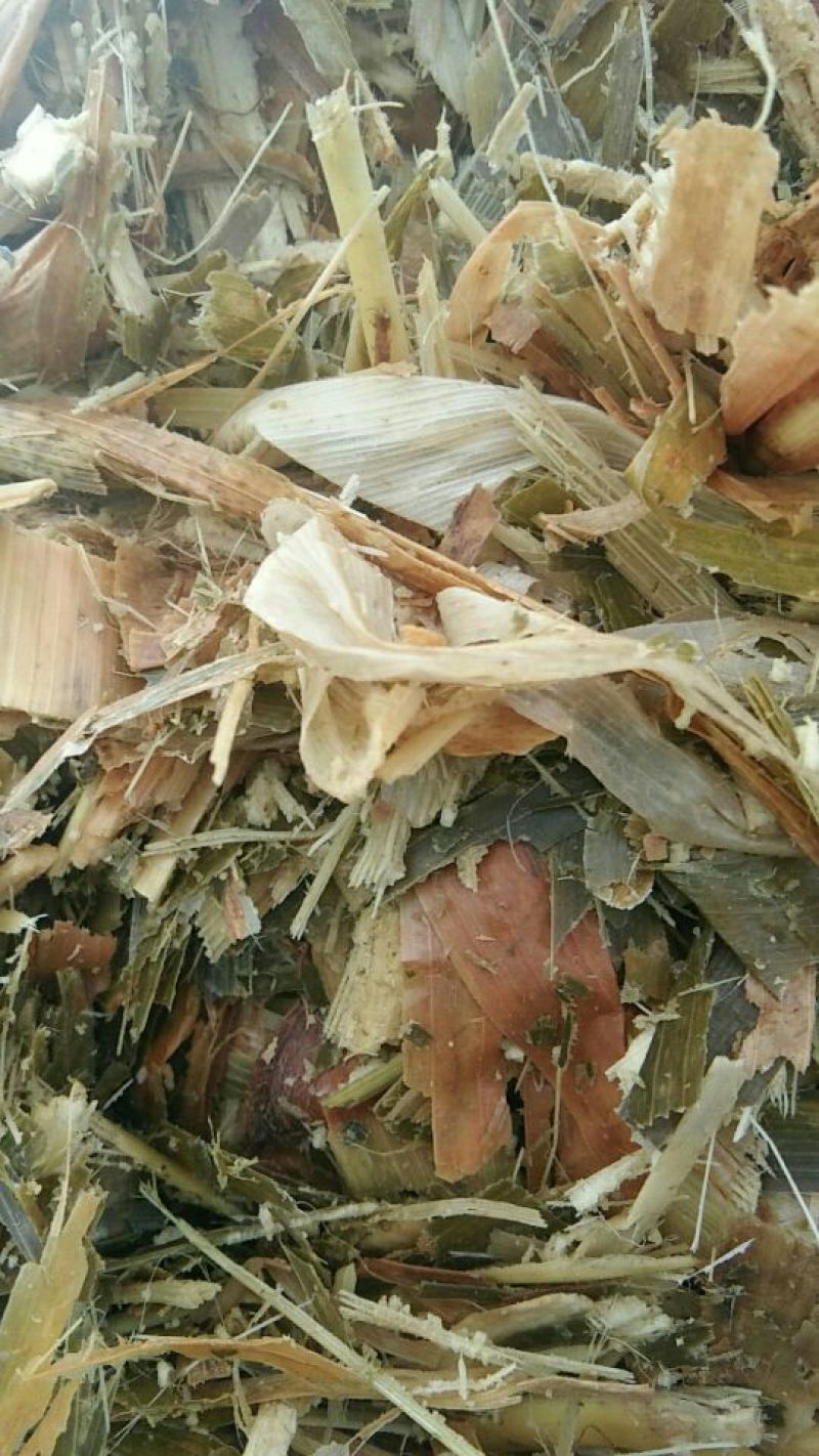 青贮草48个月