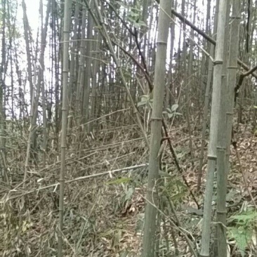 金竹5~6m