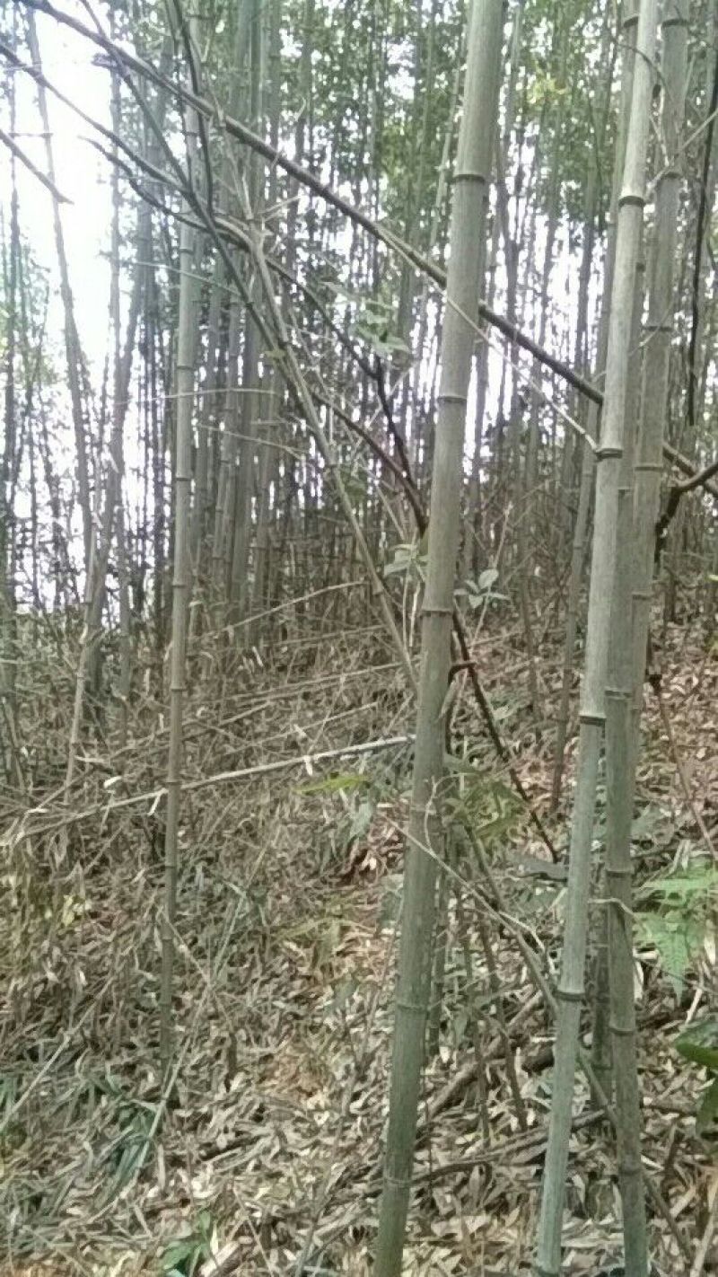 金竹5~6m