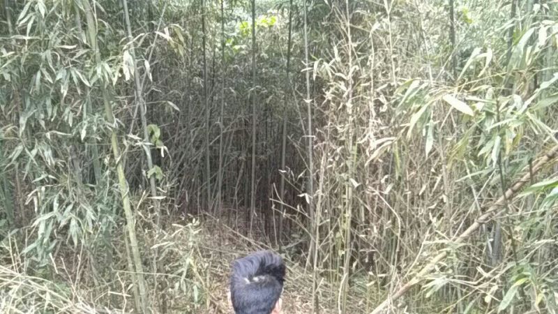 金竹5~6m