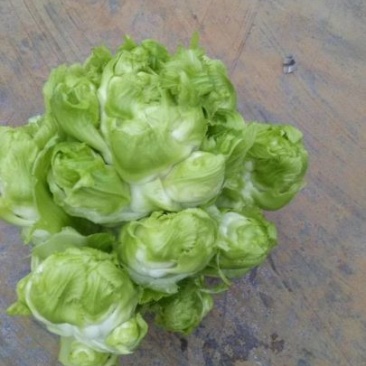 儿菜5两以上