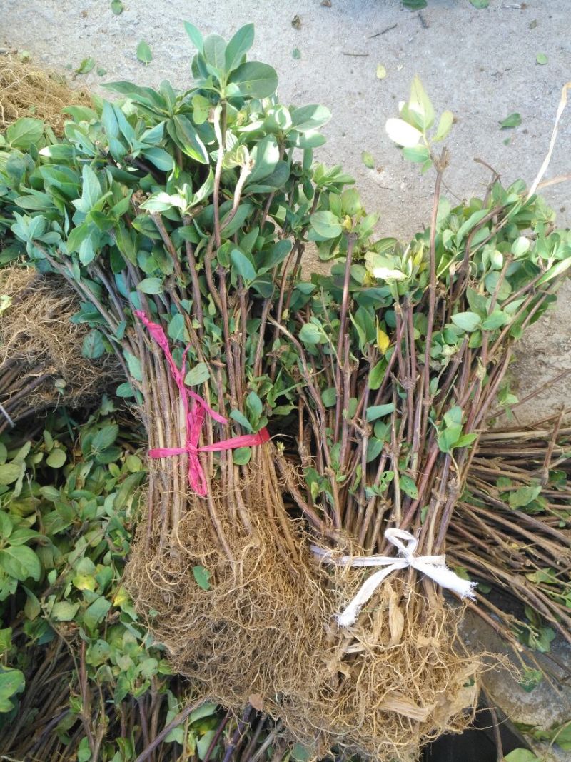 金银花金银花苗金银花树金银花树苗批发