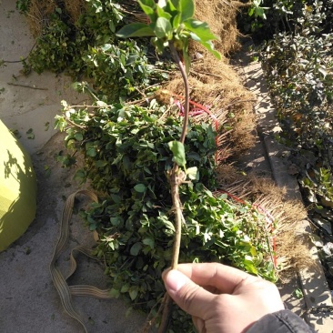 金银花金银花苗金银花树金银花树苗批发