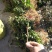 金银花金银花苗金银花树金银花树苗批发