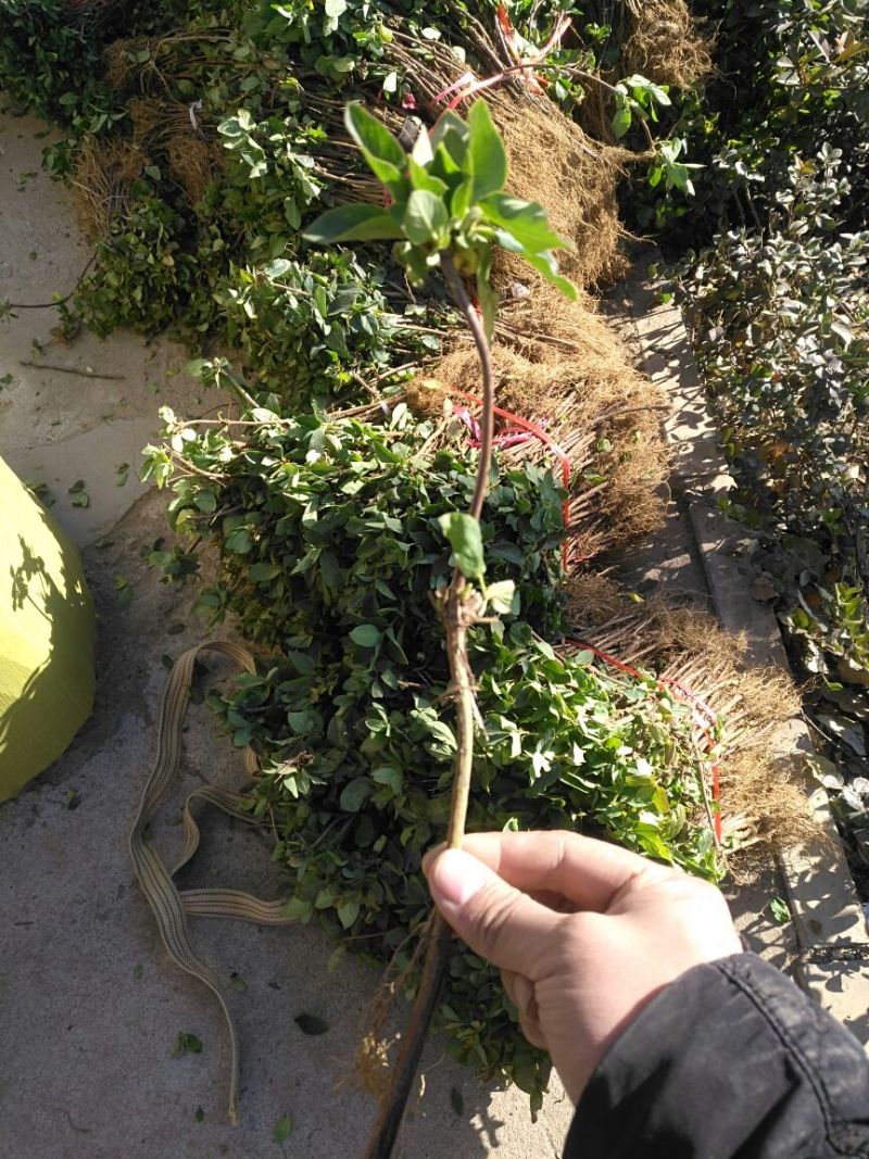 金银花金银花苗金银花树金银花树苗批发