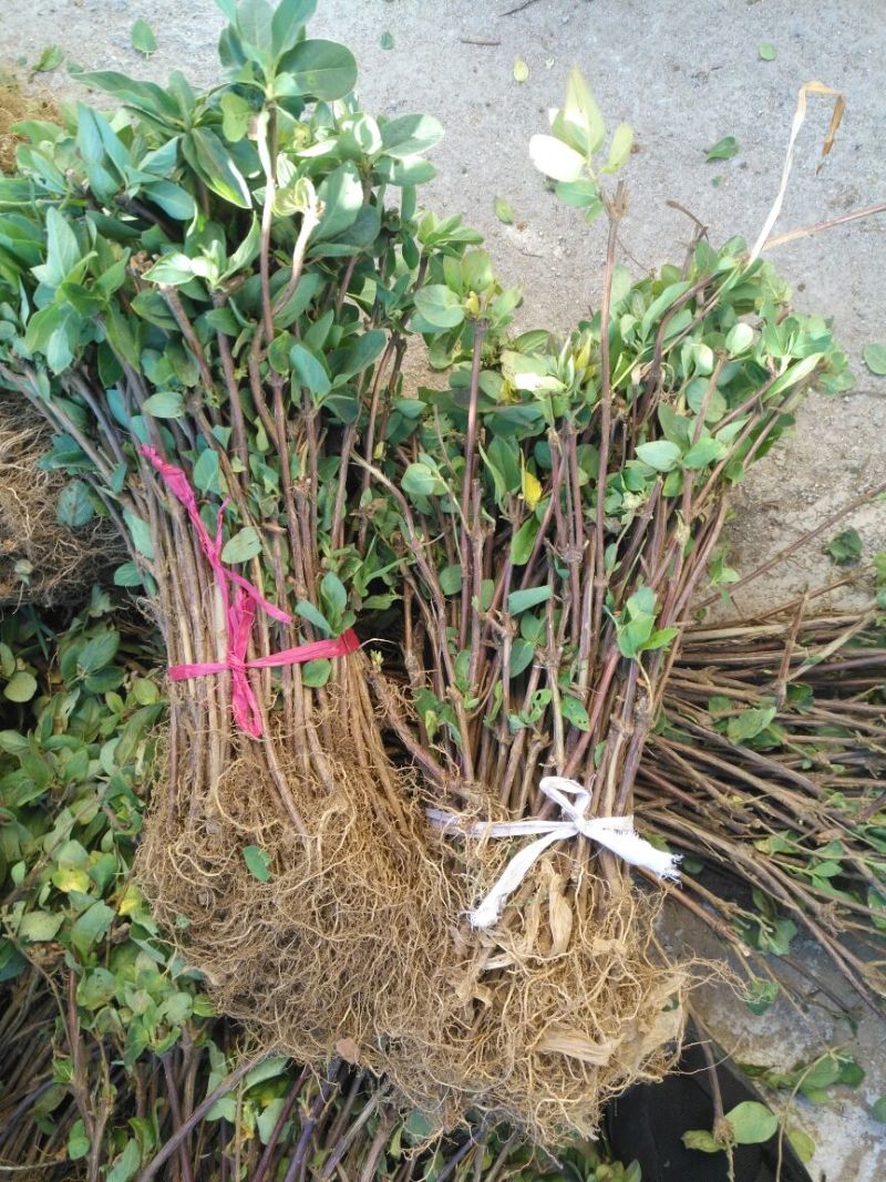 金银花金银花苗金银花树金银花树苗批发