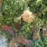 金银花金银花苗金银花树金银花树苗批发