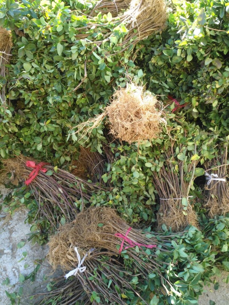 金银花金银花苗金银花树金银花树苗批发