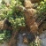 金银花金银花苗金银花树金银花树苗批发