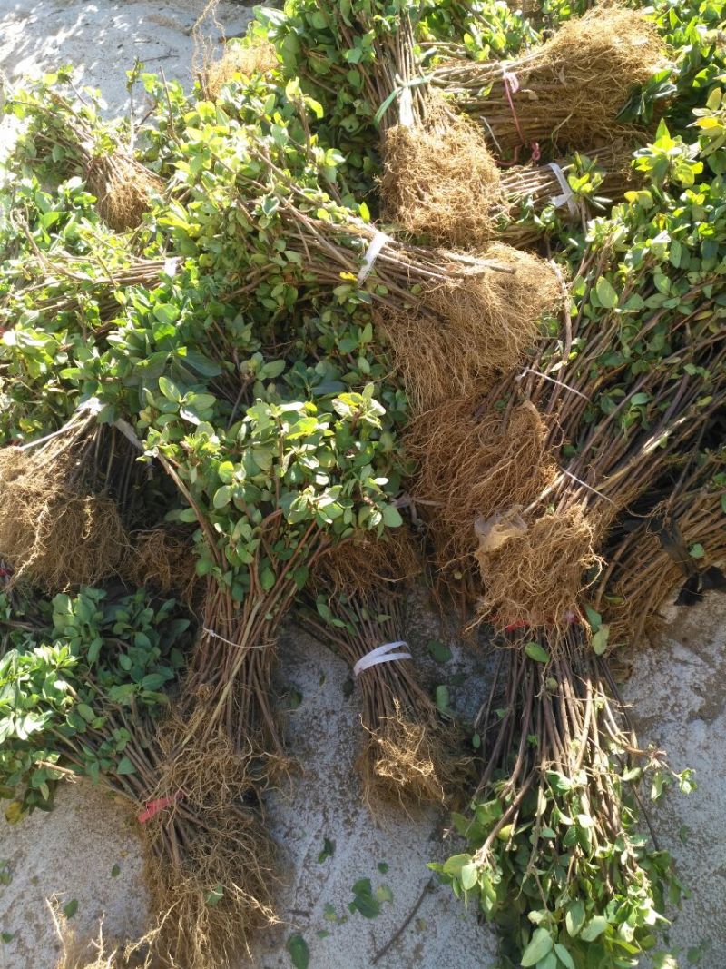 金银花金银花苗金银花树金银花树苗批发