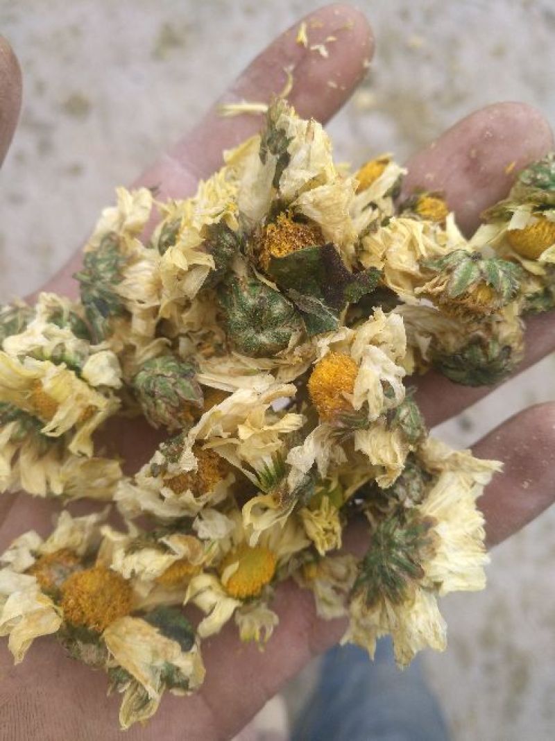 杭白菊散装