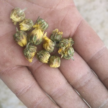 胎菊王散装