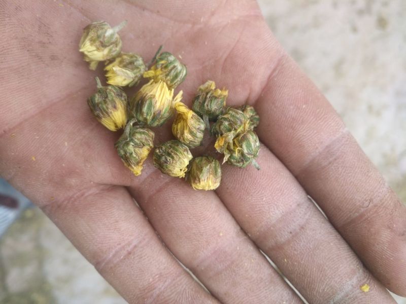 胎菊王散装