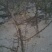梨树8~10cm2.5~3米
