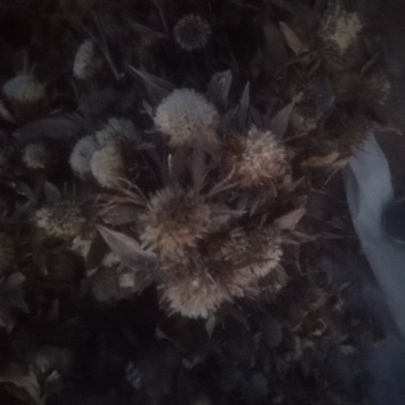 白术种子95%以上