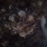 白术种子95%以上