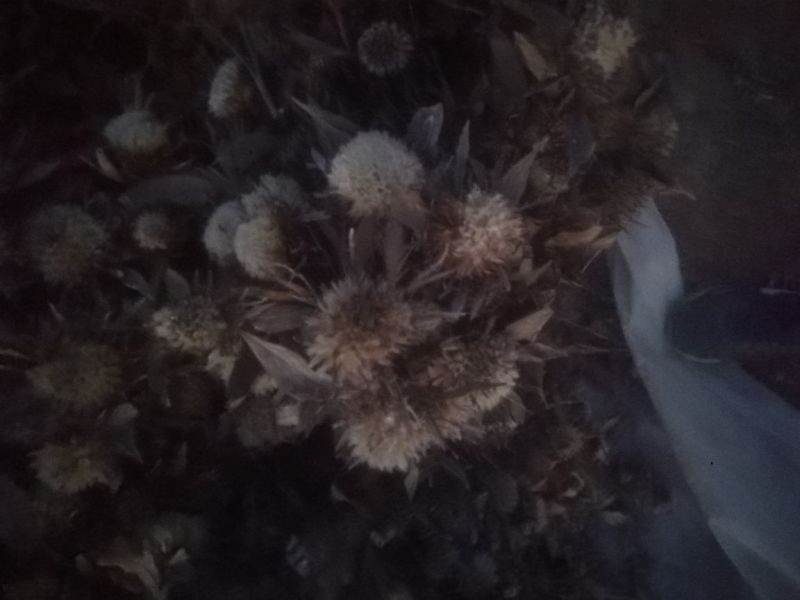 白术种子95%以上