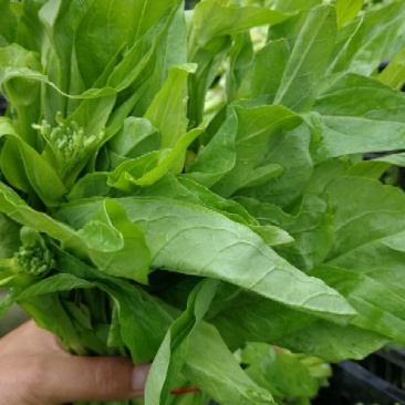 菜苔15~20cm