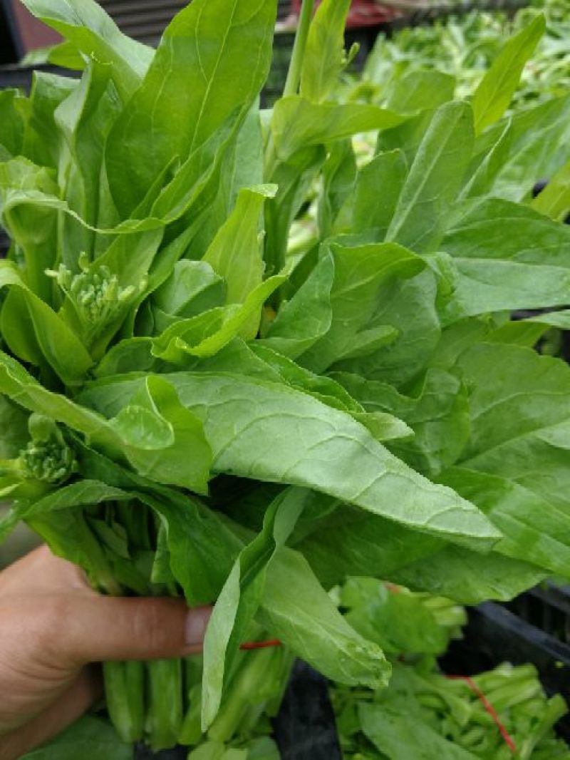 菜苔15~20cm