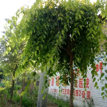 金叶垂榆6~8cm4~6cm2.5~3m