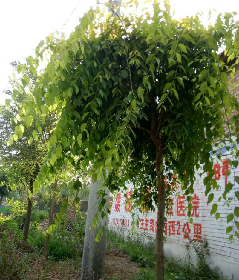金叶垂榆6~8cm4~6cm2.5~3m