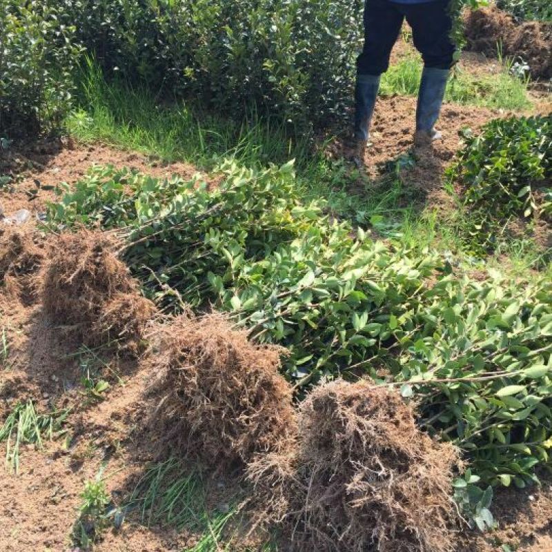 油茶苗嫁接苗80-130