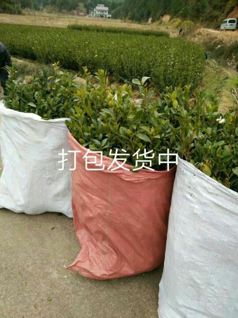 油茶苗嫁接苗80-130