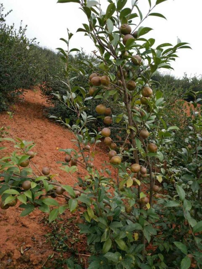 油茶苗嫁接苗80-130