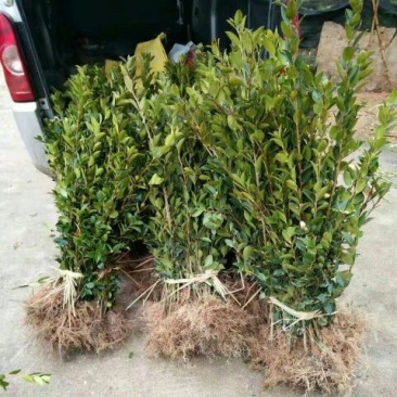 油茶苗嫁接苗80-130