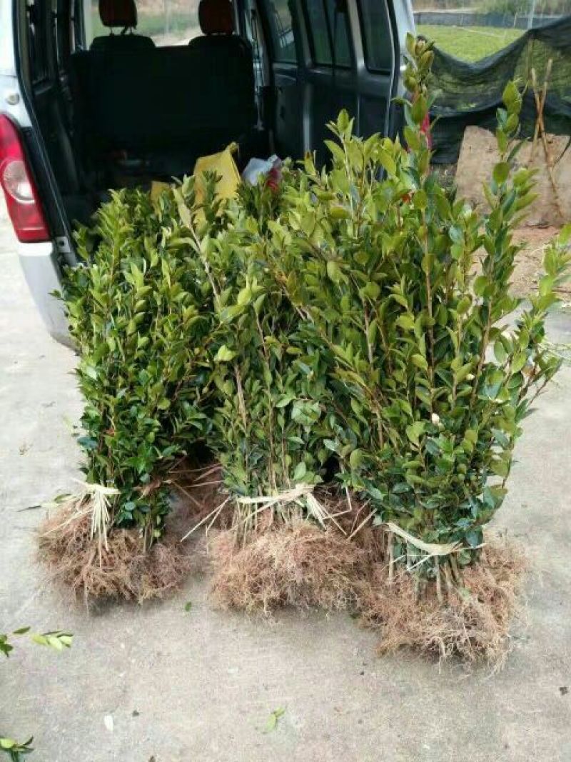 油茶苗嫁接苗80-130