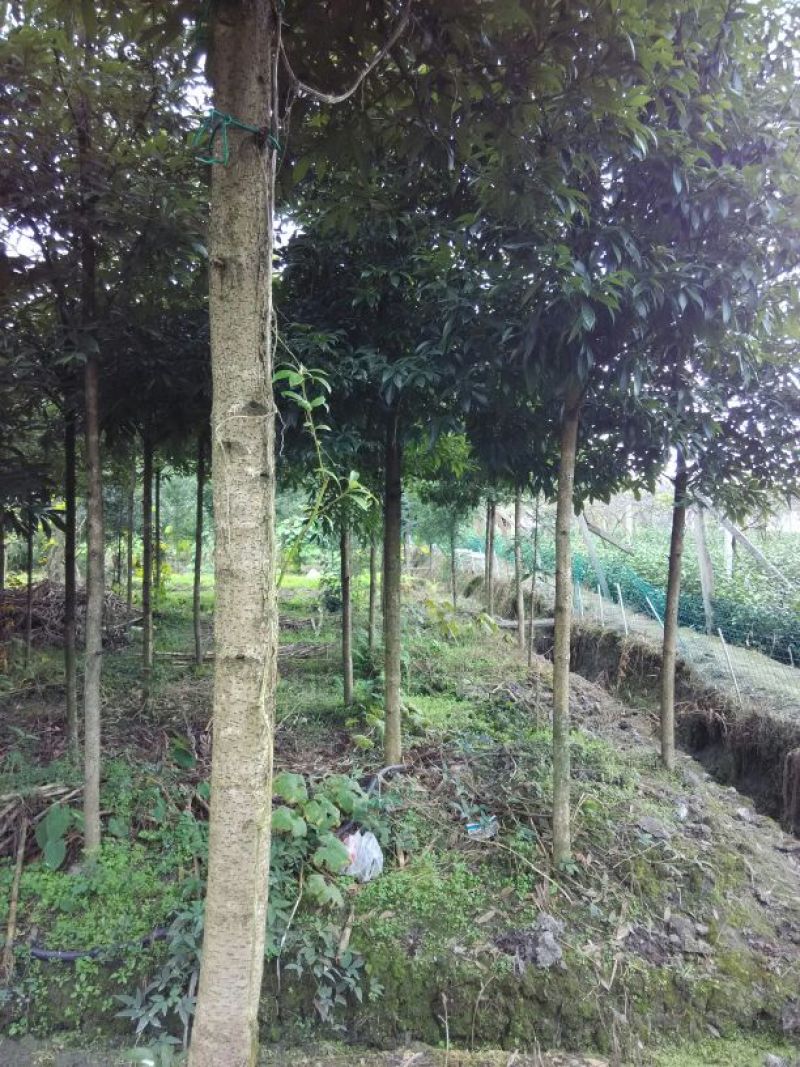 桢楠树2.5~3m