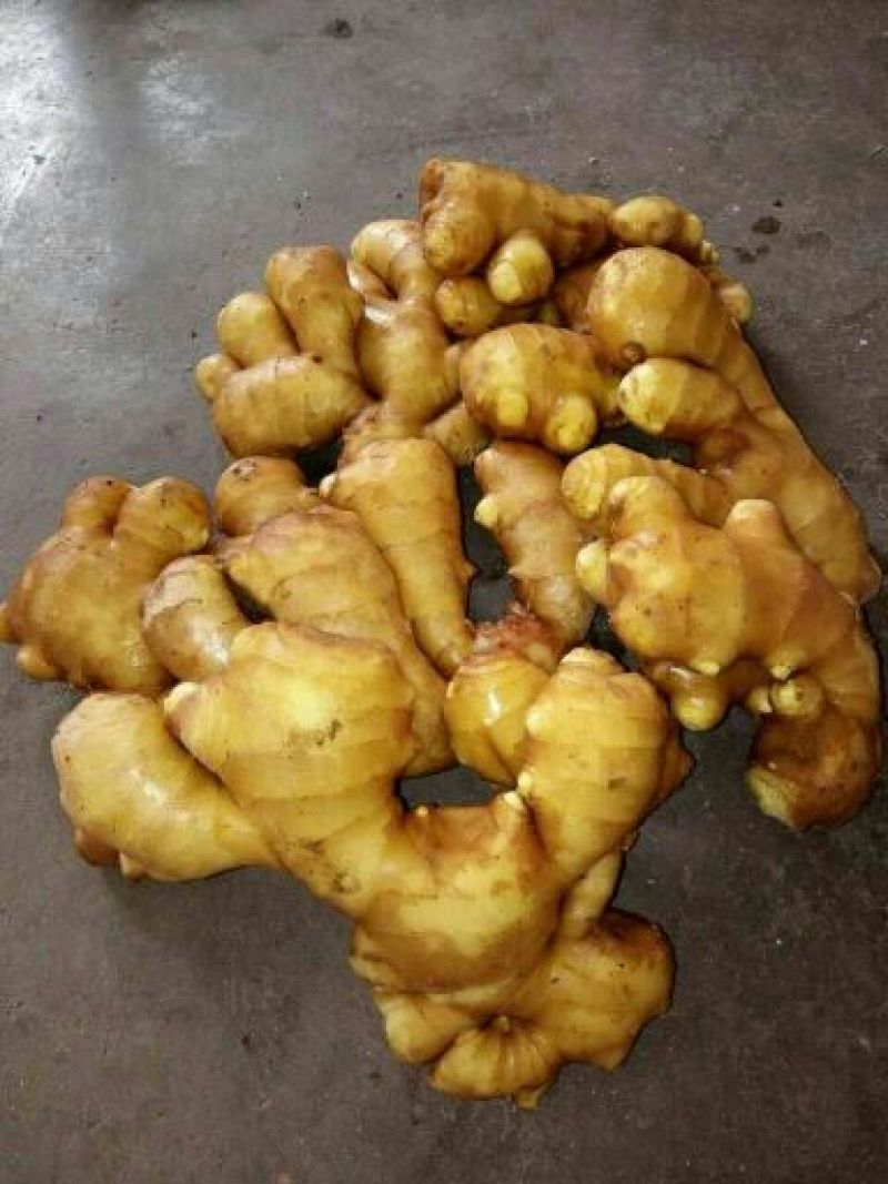姜种产地认证大姜种子