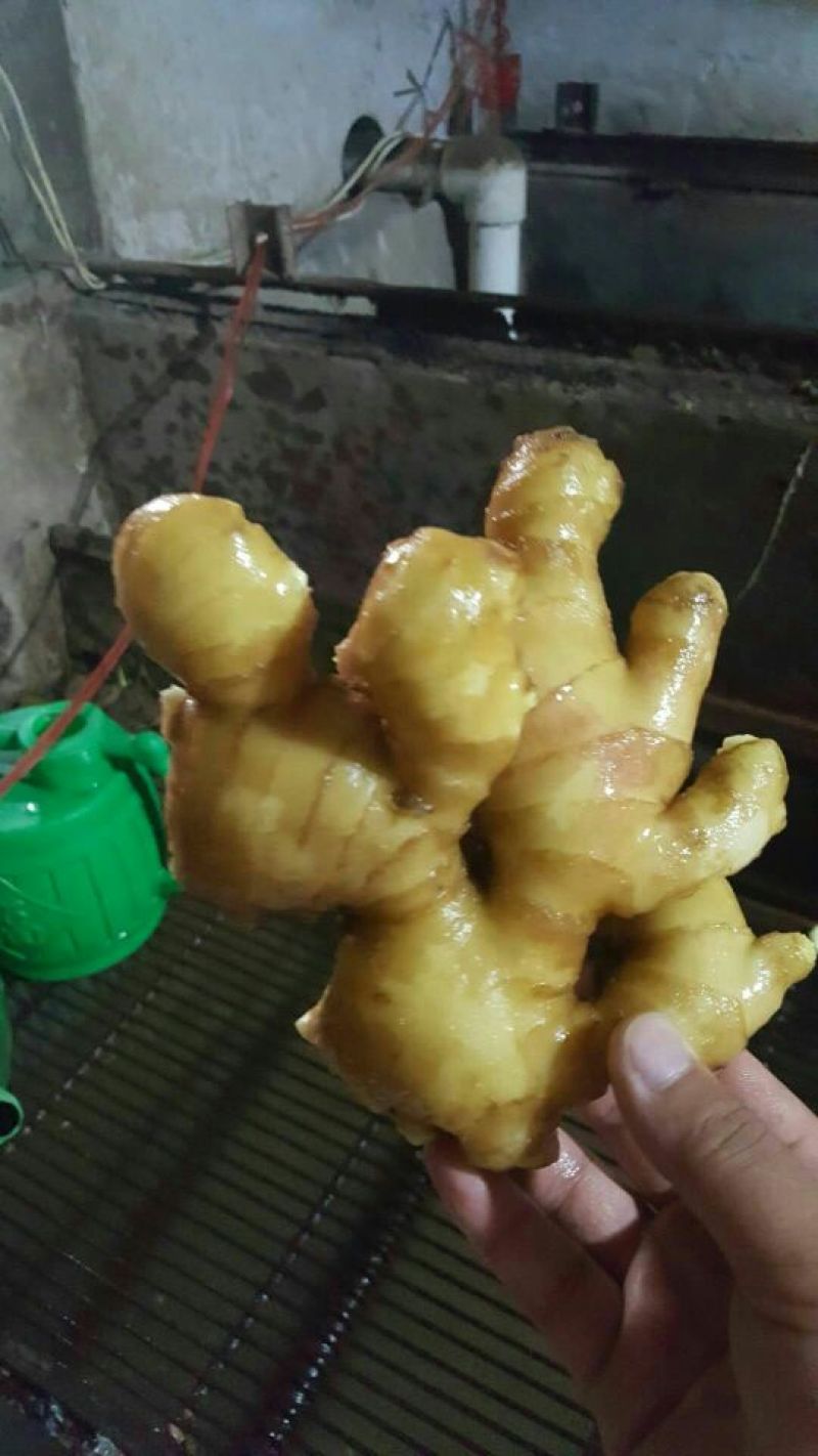 姜种产地认证大姜种子