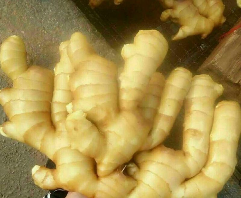 姜种产地认证大姜种子