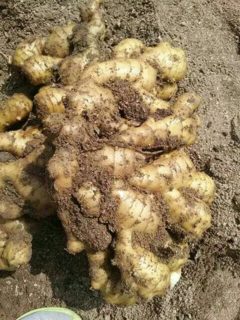 姜种产地认证大姜种子