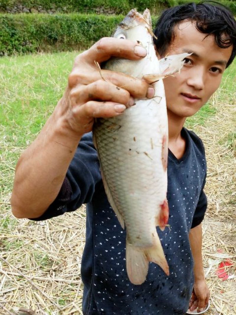池鲤鱼食用0.5~1公斤