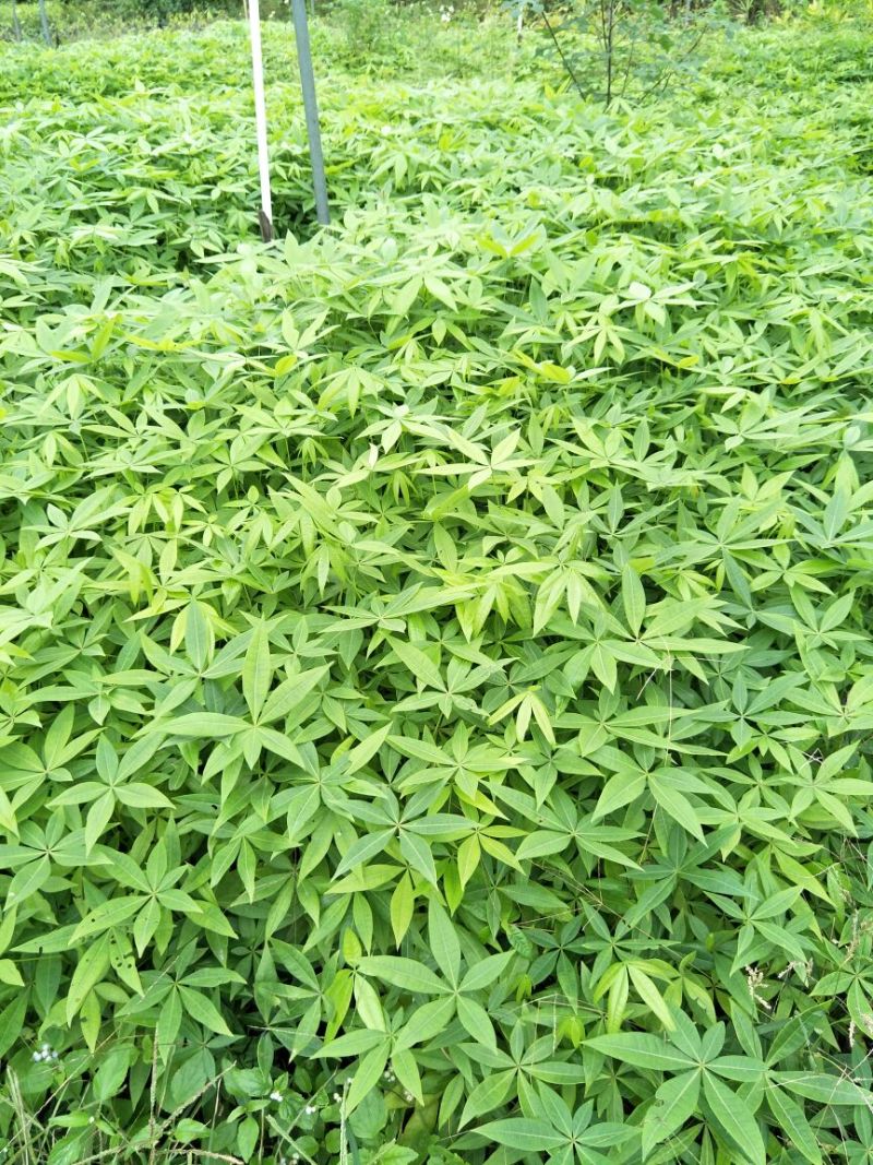 室内四季常青盆栽发财树苗可水培土养编辫