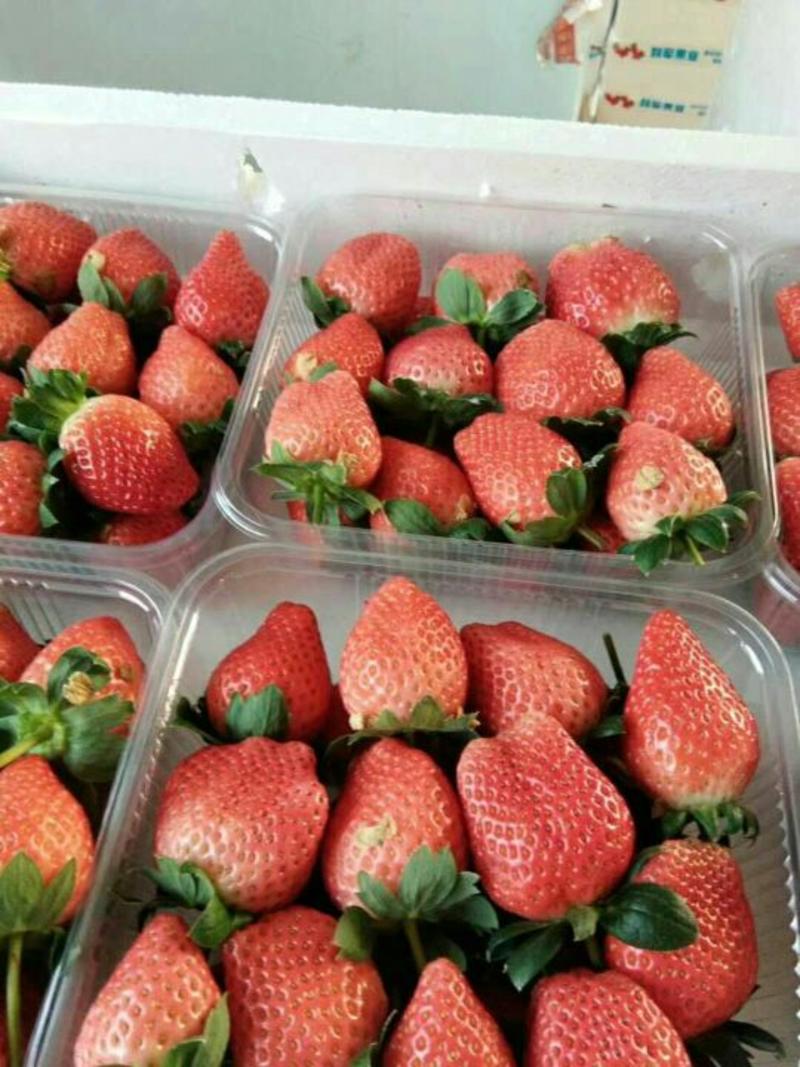 美国甜查理草莓30~40克