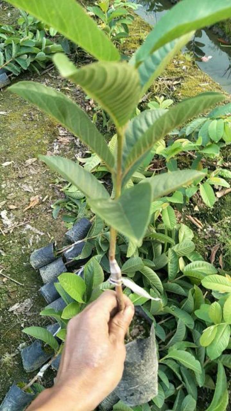 西瓜芭乐红肉番石榴苗营养袋苗
