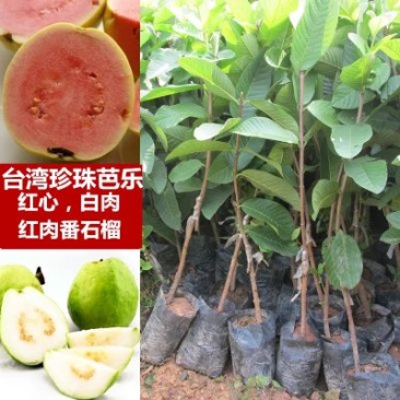 西瓜芭乐红肉番石榴苗营养袋苗