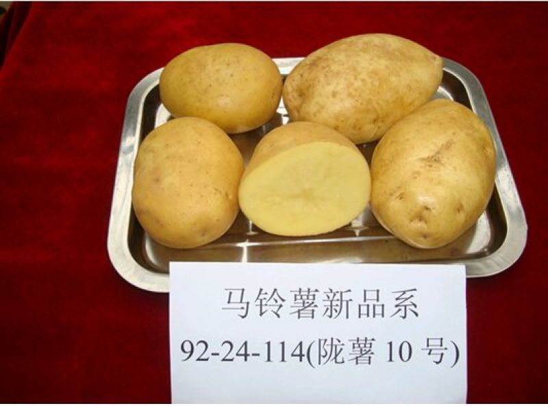 希森六号3两以上精品