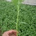 茼蒿20~25cm